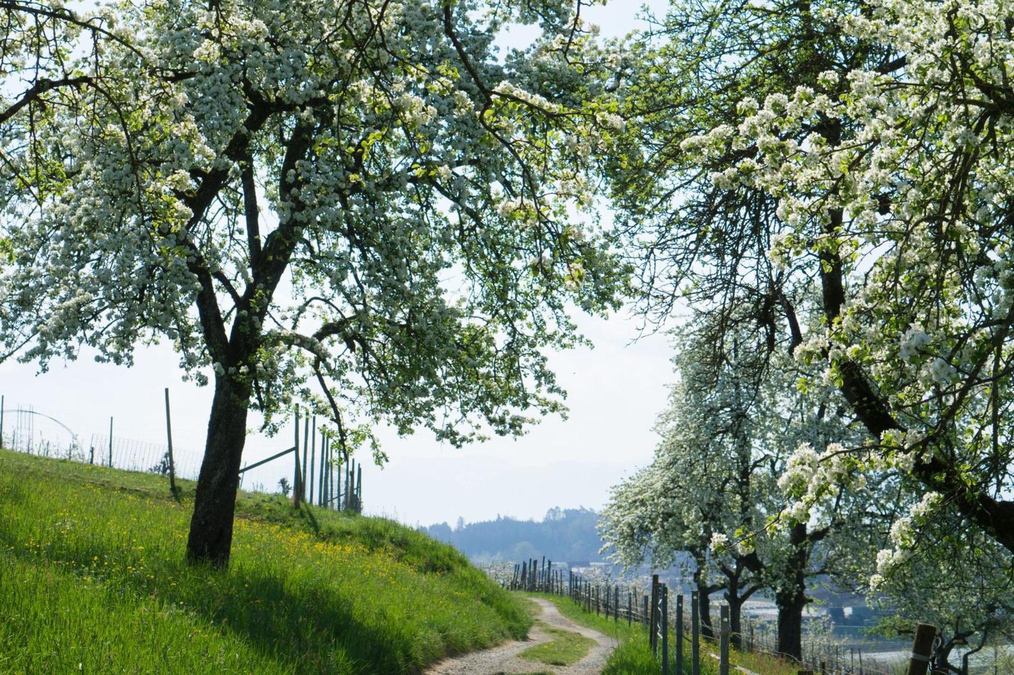 Beim Dorfbach - Die Hofchalets Kressbronn am Bodensee Bagian luar foto